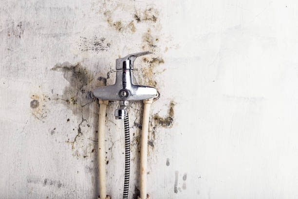 Best Professional Mold Removal  in Middletown, DE