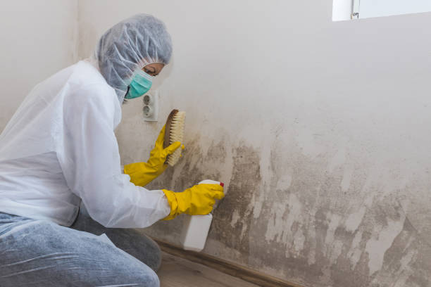 Best Black Mold Removal  in Middletown, DE