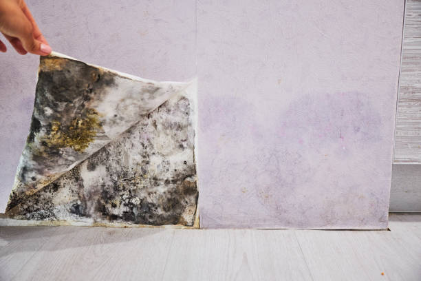 Middletown, DE Mold Removal Company